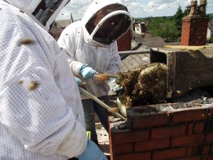 bee removal westhill
