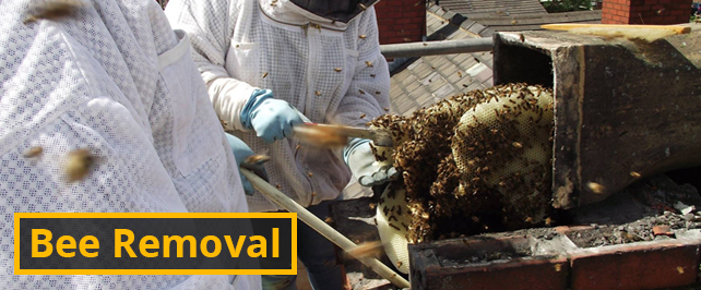 bee-removal