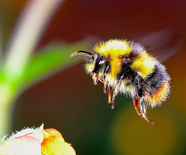 bumblebee