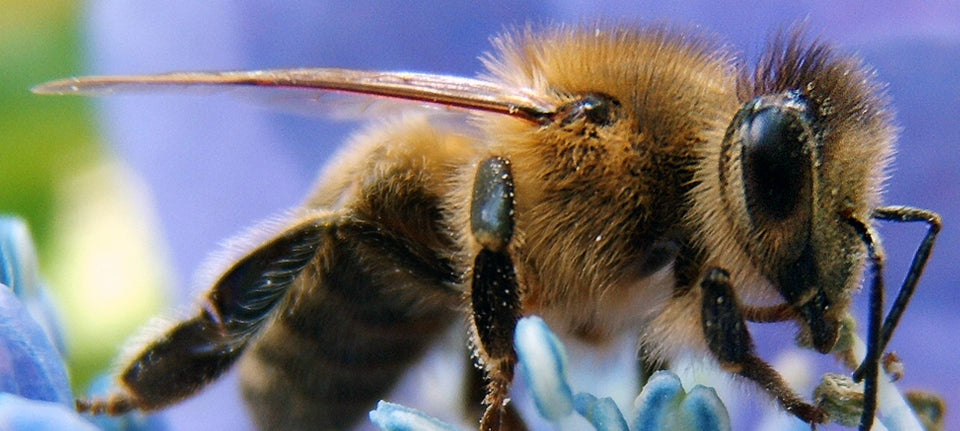 Where Do Bees Shop?